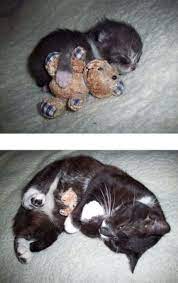 govoryat chuzhie deti bystro rastut te komu prinadlezhit eta fraza eshe ne videli kak rastut domashnie zhivotnye ne cute animals cute baby animals baby animals