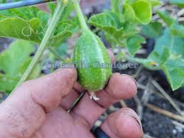 Image result for Cucumis anguria