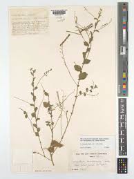 Image result for Microcharis