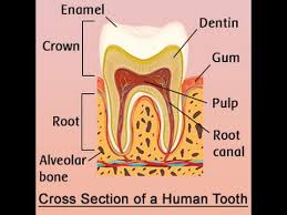 Immune system cells vector illustration. Human Tooth Anatomy With Labeled Diagrams Youtube