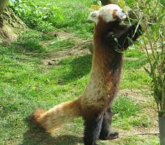 Red Panda Standing Up