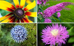 Butterflies go from flower to flower sipping the pollen out of the center. 20 Flowers That Will Attract Butterflies To Your Garden Garden Lovers Club
