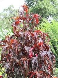 Image result for Acalypha ambigua
