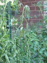 Image result for tomato seedling fusarium wilt