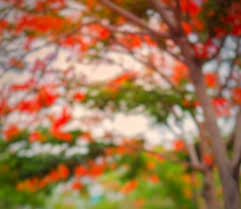 Share Image Photo Background Images Hd Photo Background Images Blurred Background Photography Snapseed is a very powerful image editor tool that helps you make best & fantastic images. share image photo background images