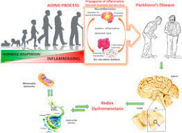 Tremors are common, but the disorder also commonly causes stiffness or slowing of movement. Aging And Parkinson S Disease Inflammaging Neuroinflammation And Biological Remodeling As Key Factors In Pathogenesis Sciencedirect