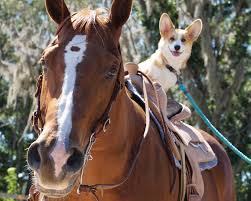 Check spelling or type a new query. Tips For Training Horses And Dogs To Coexist Aqha