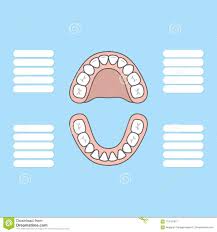 Tooth Chart Primary Teeth Blank Illustration Vector On Blue