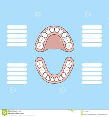 tooth chart primary teeth blank illustration vector on blue