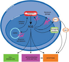 There is an outer membrane which contains the inner membrane. Nanoparticles A Boon To Target Mitochondrial Diseases Springerlink