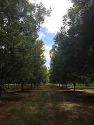 Uga Pecan Extension How Close Is Too Close