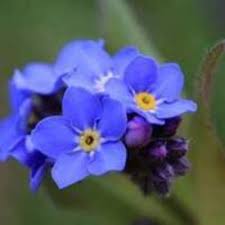 Caroline Lee Bunnell