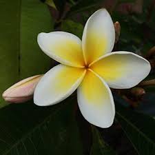 Frangipani Trees Plants Cuttings And Flowers For Sale Nurseries Online