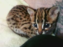 Biasanya kucing yang di jual mulai dari umur 3 samapi 4 bulan. Blacan Ku Queensha Orang Jakarta