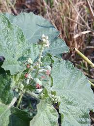 Image result for Chrozophora plicata