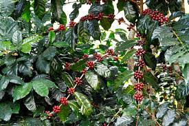 coffee tree coffea arabica berry fruit stock photo ad coffea arabica coffee tree ad coffee tree coffea arabica coffea