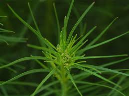 Image result for Vernonia jelfiae