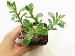 Image result for Euphorbia platyrrhiza