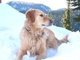 Maybe you would like to learn more about one of these? Comox Valley Search And Rescue Says Goodbye To Beloved K9 Member My Campbell River Now