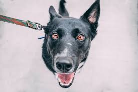 Our process is flexible, reliable and safe. The 20 Most Pet Friendly International Airlines Ranked Days To Come