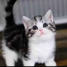 Find munchkins kittens & cats for sale uk at the uk's largest independent free classifieds site. 13 Weeks Munchkin Kittens For Loving Homes Los Angeles Ca Patch