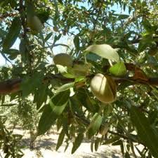 Coffee, olive, persimmon, pitahaya, pomegranate? Nut Trees One Green World