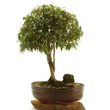Suculentas decorativas de la mejor calidad. Bonsai Colombia Florist