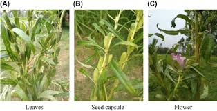 Image result for Sesamum angustifolium