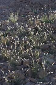 Image result for Tetrapogon tenellus