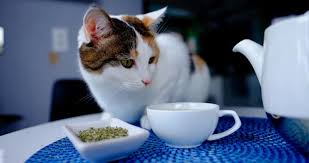 Catnip seems to make my cat aggressive. It S Not Just For Cats Pets Halifax Nova Scotia The Coast