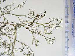 Image result for Podostemaceae