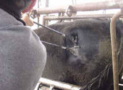 Freeze branding irons for cattle. Freeze Branding Basics The Cattle Site