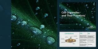 Check spelling or type a new query. A Level Biology Cell Organelles And Their Functions Powerpoint