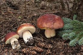 Image result for Boletus projectelloides