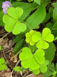 Image result for Oxalidaceae