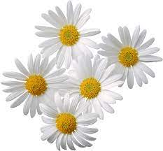 Pin By Freepngimg On Flores Flower Pictures Flower Download Daisy