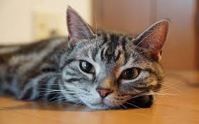 Best 500 Japanese Cat Names Male Female Names With Meanings Petpress