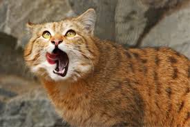 Flehmen An Overview Sciencedirect Topics