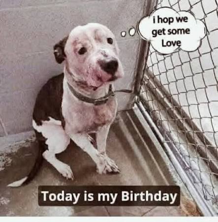 Dog's Birthday and Recovery Wishes