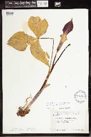 Image result for Arisaema mildbraedii