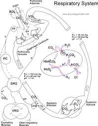 respiration flow diagram model