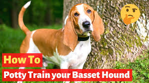 The following items will streamline the process and help you understand how to potty train a puppy so you can start your lives together off on the right paw. How To Potty Train A Stubborn Basset Hound Effective Training Tips Youtube