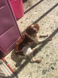 i love the sun brittanyspaniel