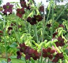 Image result for Nicolasia nitens