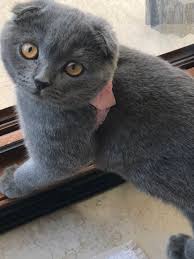 Aylin Hatsume Adli Kullanicinin Princess Cat Panosundaki Pin