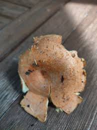 Image result for Lactarius mutabilis