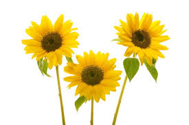 Wallpaper foto dan gambar bunga cantik untuk laptop flowers. 75 Gambar Bunga Matahari Putih Terbaik Eye Cathingent