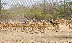 386 likes · 3 talking about this · 4 were here. Safari Animals Being Vaccinated After Four Tb Deaths Pakistan Dawn Com