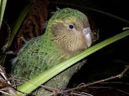 Alte câteva mii de speciii ajung în pragul dispariţiei în fiecare an înainte ca biologii să le poată identifica. Cel Mai Mare Papagal Din Lume Kakapo Specie Pe Cale De Disparitie Amenintat De Un Nou Pericol Ziarmm