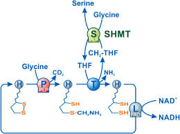 Image result for Glycine